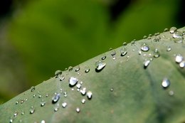 イモの葉の撥水効果