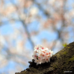 現場までの道すがら桜撮影