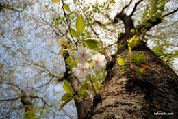 元荒川沿いの桜
