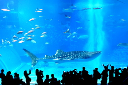 はじめての美ら海水族館