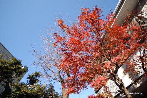 庭には紅の紅葉